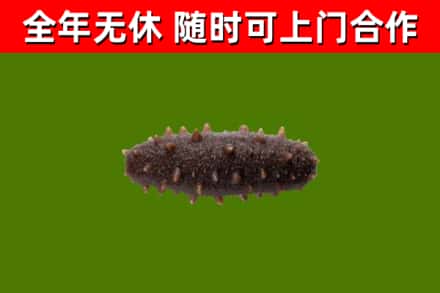 红花岗回收海参干